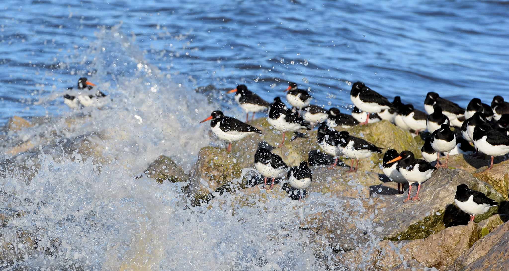 Council leaders issue joint plea to think twice before coming to Morecambe picture photo